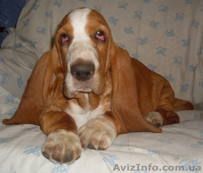 Щенки бассет-хаунда от папы Крайслера! - <ro>Изображение</ro><ru>Изображение</ru> #1, <ru>Объявление</ru> #975311