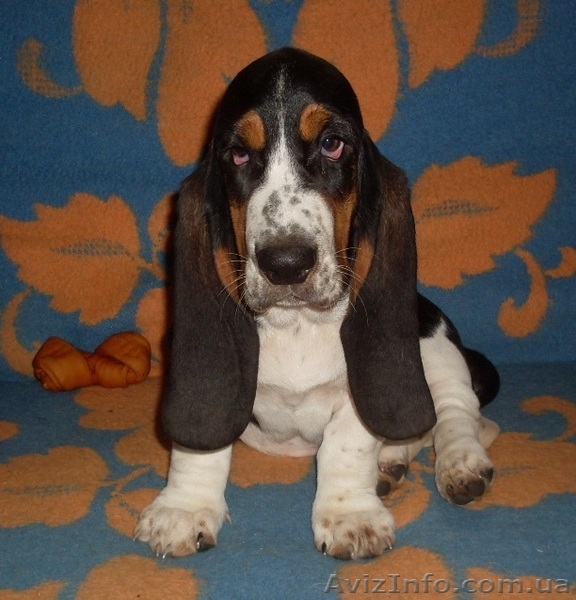 Продаются щенки бассет-хаунда. - <ro>Изображение</ro><ru>Изображение</ru> #5, <ru>Объявление</ru> #975315