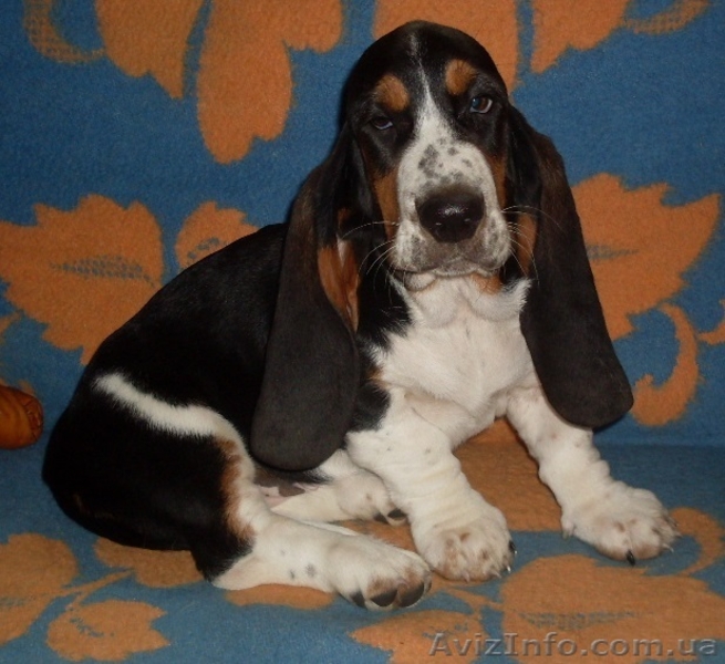 Продаются щенки бассет-хаунда. - <ro>Изображение</ro><ru>Изображение</ru> #6, <ru>Объявление</ru> #975315