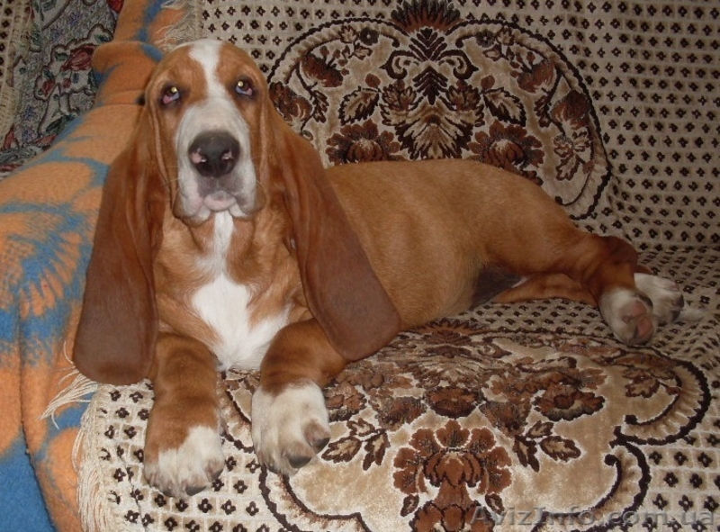 Щенки бассет-хаунда от папы Крайслера! - <ro>Изображение</ro><ru>Изображение</ru> #2, <ru>Объявление</ru> #975311