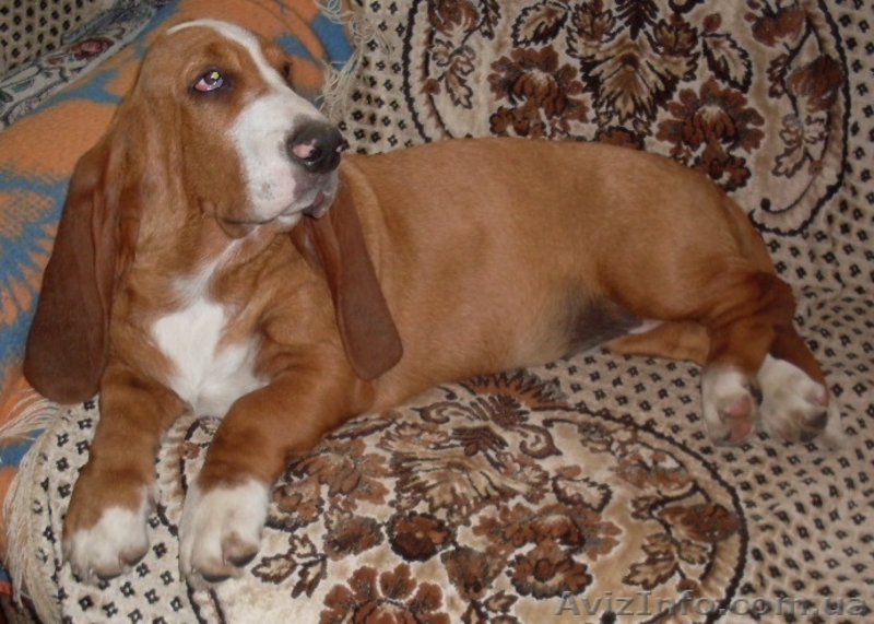 Щенки бассет-хаунда от папы Крайслера! - <ro>Изображение</ro><ru>Изображение</ru> #3, <ru>Объявление</ru> #975311