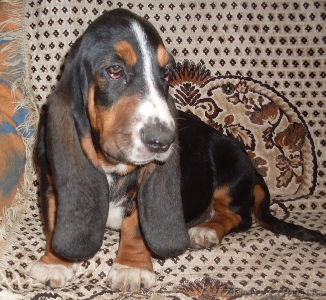 Продаются щенки бассет-хаунда. - <ro>Изображение</ro><ru>Изображение</ru> #3, <ru>Объявление</ru> #975315