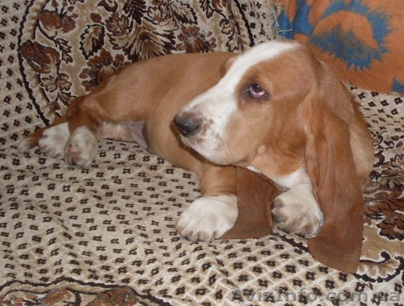Продаются щенки бассет-хаунда. - <ro>Изображение</ro><ru>Изображение</ru> #7, <ru>Объявление</ru> #975315