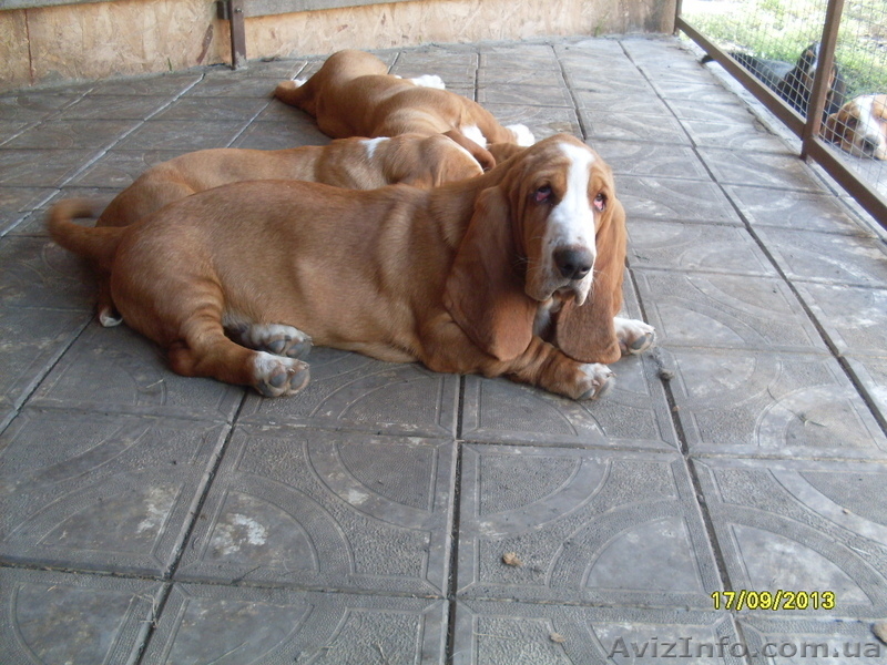 Щенки бассет-хаунда от папы Крайслера! - <ro>Изображение</ro><ru>Изображение</ru> #4, <ru>Объявление</ru> #975311