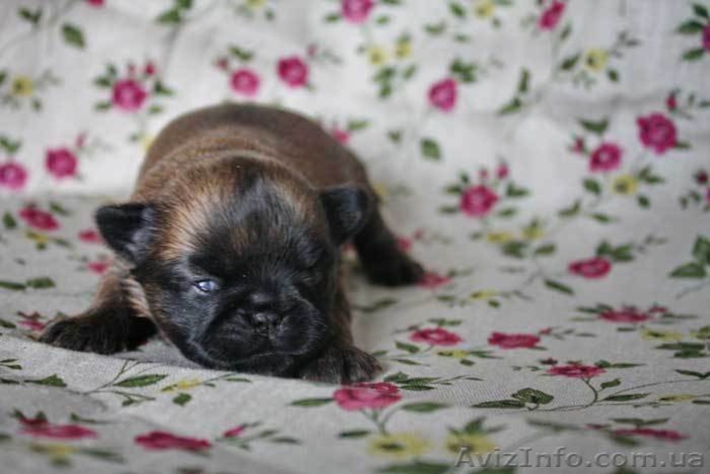 Щенки грифона. Мальчик и девочки.  - <ro>Изображение</ro><ru>Изображение</ru> #3, <ru>Объявление</ru> #425671