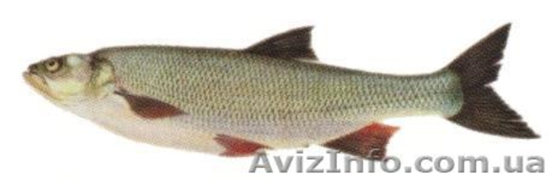 Продается свежая охлажденная рыба - <ro>Изображение</ro><ru>Изображение</ru> #3, <ru>Объявление</ru> #984286