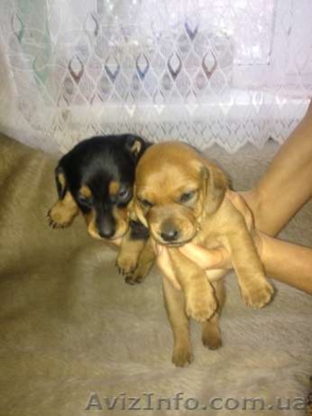 Милые и дружелюбные щенки таксы - <ro>Изображение</ro><ru>Изображение</ru> #1, <ru>Объявление</ru> #991426