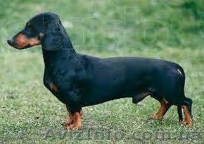 Милые и дружелюбные щенки таксы - <ro>Изображение</ro><ru>Изображение</ru> #4, <ru>Объявление</ru> #991426