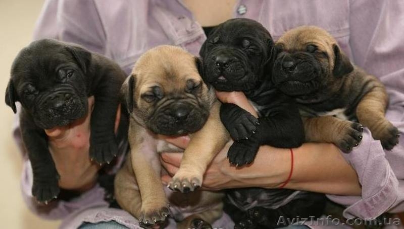 Щенки Южноафриканского Бурбуля черного и рыжего окрасов - <ro>Изображение</ro><ru>Изображение</ru> #1, <ru>Объявление</ru> #1000378