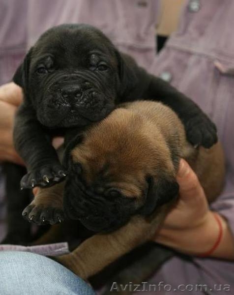 Щенки Южноафриканского Бурбуля черного и рыжего окрасов - <ro>Изображение</ro><ru>Изображение</ru> #2, <ru>Объявление</ru> #1000378