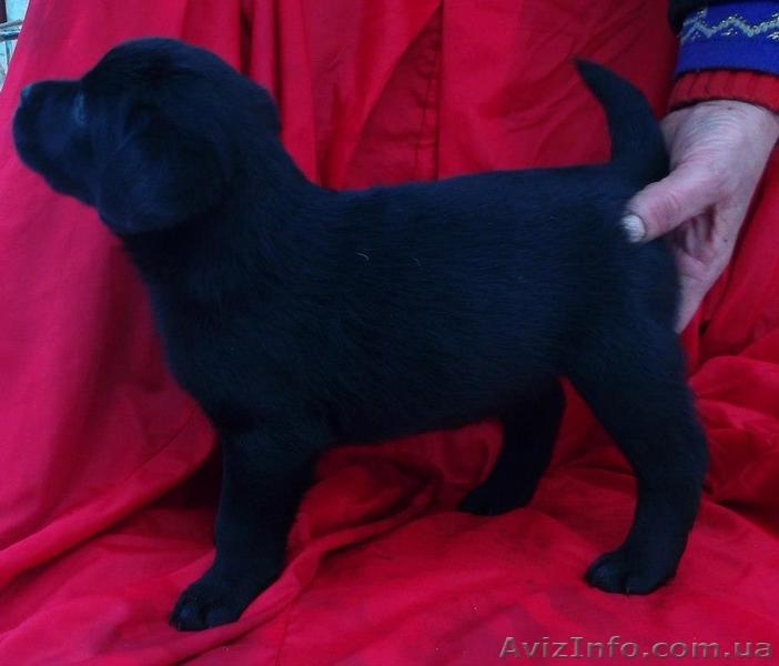 Лабрадор ретривер. Высокопородные щенки. - <ro>Изображение</ro><ru>Изображение</ru> #3, <ru>Объявление</ru> #322018