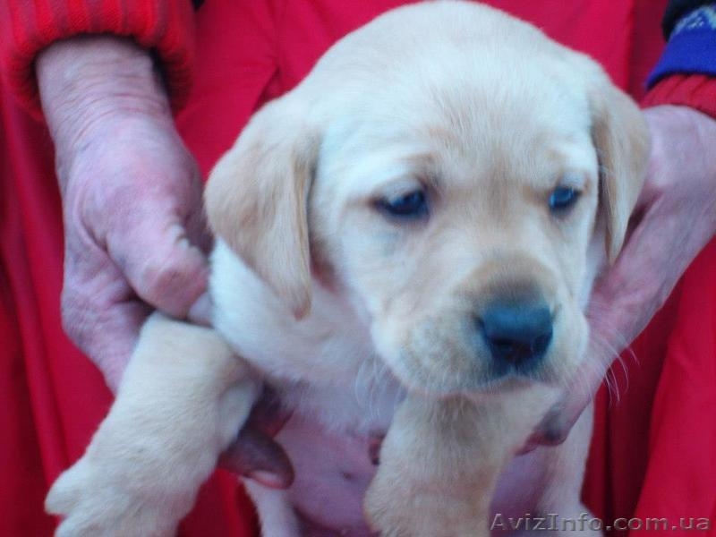 Лабрадор ретривер. Высокопородные щенки. - <ro>Изображение</ro><ru>Изображение</ru> #1, <ru>Объявление</ru> #322018