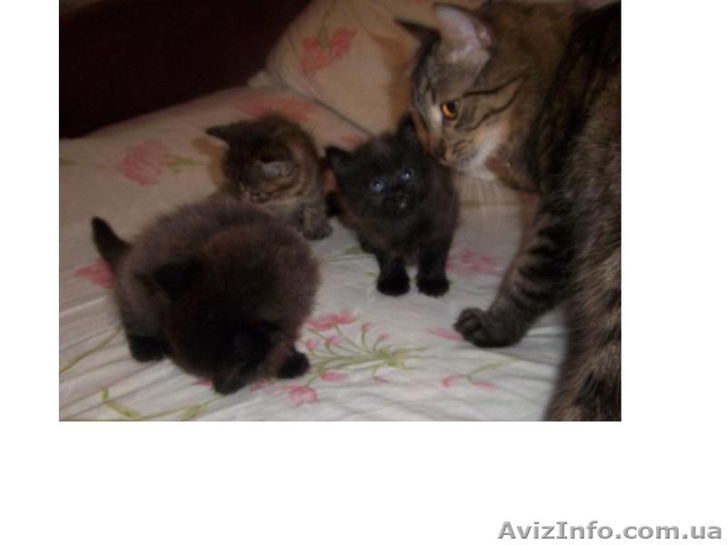 Продам котят мейн-кун. Есть мальчики и девочки. Все малыши крупные, активные - <ro>Изображение</ro><ru>Изображение</ru> #1, <ru>Объявление</ru> #990633