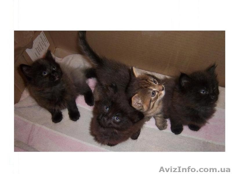 Продам котят мейн-кун. Есть мальчики и девочки. Все малыши крупные, активные - <ro>Изображение</ro><ru>Изображение</ru> #3, <ru>Объявление</ru> #990633