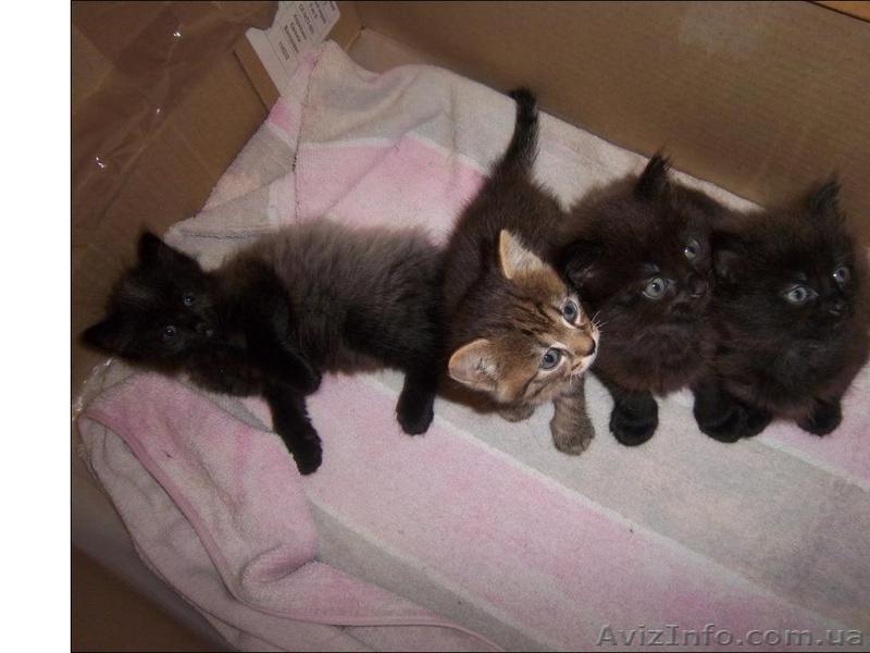 Продам котят мейн-кун. Есть мальчики и девочки. Все малыши крупные, активные - <ro>Изображение</ro><ru>Изображение</ru> #4, <ru>Объявление</ru> #990633