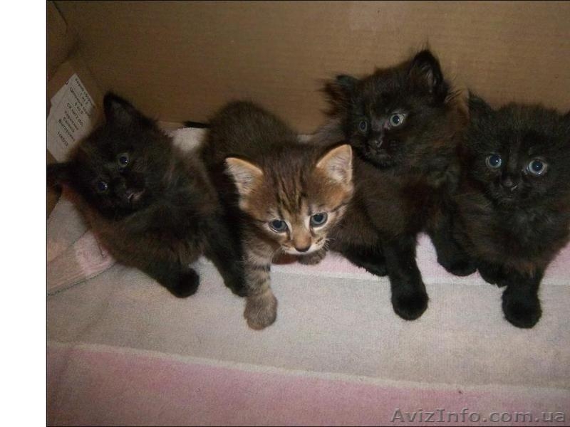 Продам котят мейн-кун. Есть мальчики и девочки. Все малыши крупные, активные - <ro>Изображение</ro><ru>Изображение</ru> #5, <ru>Объявление</ru> #990633
