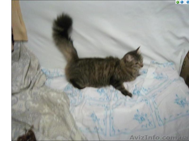 Продам котят мейн-кун. Есть мальчики и девочки. Все малыши крупные, активные - <ro>Изображение</ro><ru>Изображение</ru> #7, <ru>Объявление</ru> #990633