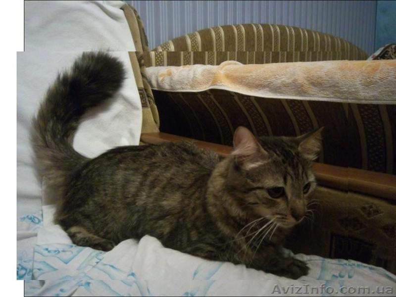 Продам котят мейн-кун. Есть мальчики и девочки. Все малыши крупные, активные - <ro>Изображение</ro><ru>Изображение</ru> #8, <ru>Объявление</ru> #990633