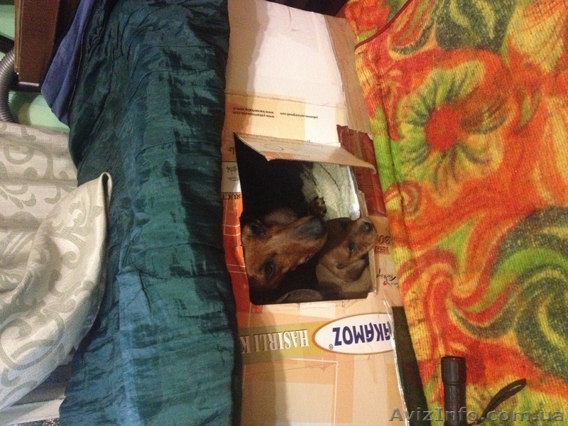 Милые и дружелюбные щенки таксы - <ro>Изображение</ro><ru>Изображение</ru> #2, <ru>Объявление</ru> #991426