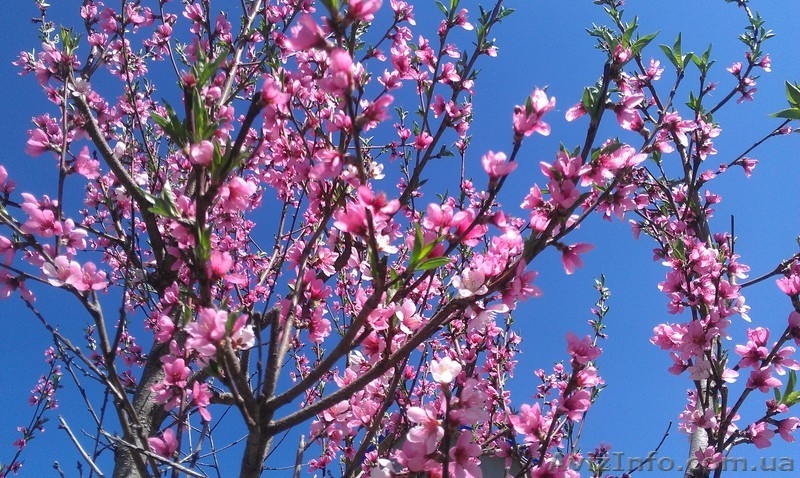 обработка сада деревьев растений. Услуги садовника - <ro>Изображение</ro><ru>Изображение</ru> #4, <ru>Объявление</ru> #568561