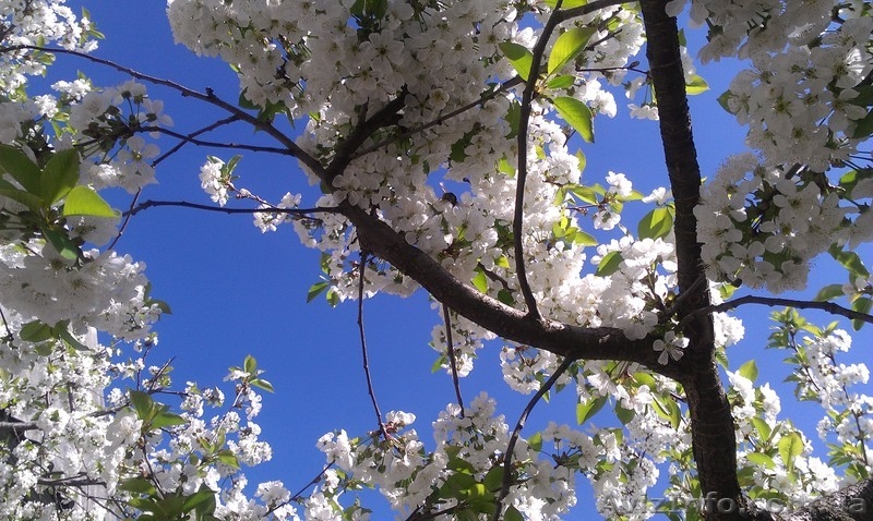 обработка сада деревьев растений. Услуги садовника - <ro>Изображение</ro><ru>Изображение</ru> #3, <ru>Объявление</ru> #568561