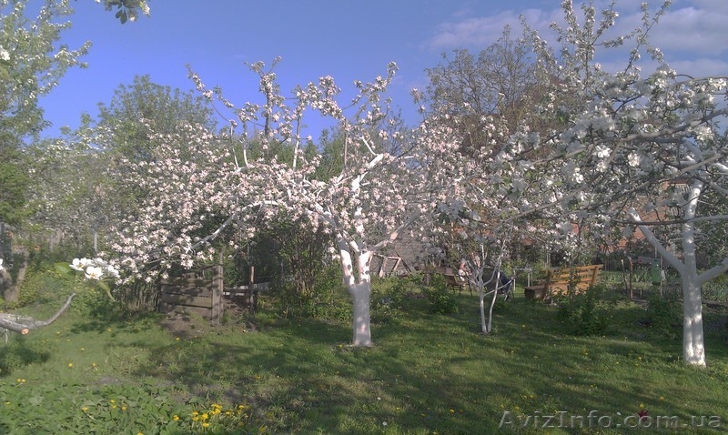 обработка сада деревьев растений. Услуги садовника - <ro>Изображение</ro><ru>Изображение</ru> #5, <ru>Объявление</ru> #568561