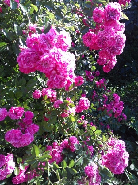 обработка сада деревьев растений. Услуги садовника - <ro>Изображение</ro><ru>Изображение</ru> #8, <ru>Объявление</ru> #568561