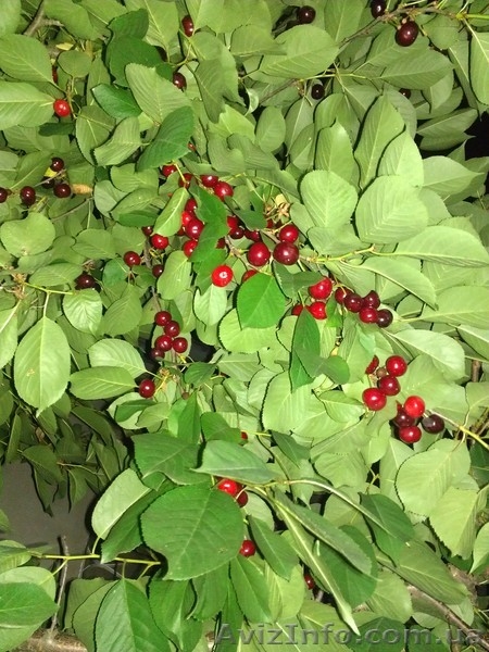 обработка сада деревьев растений. Услуги садовника - <ro>Изображение</ro><ru>Изображение</ru> #6, <ru>Объявление</ru> #568561