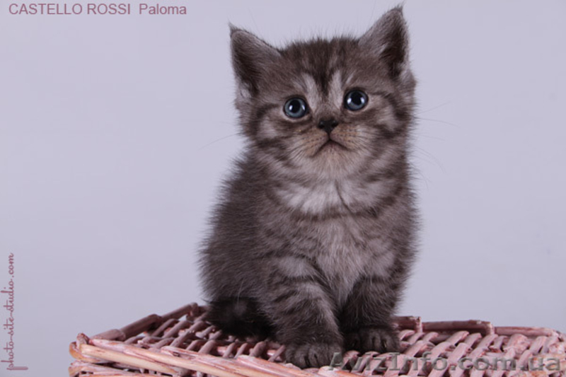 Котята британские шиншиллы и шотландские прямоухие - <ro>Изображение</ro><ru>Изображение</ru> #3, <ru>Объявление</ru> #995500