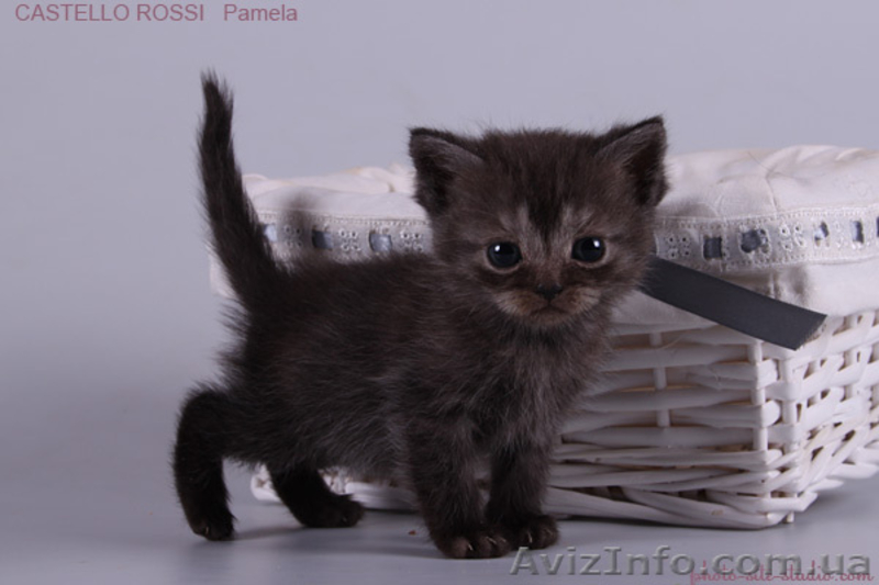 Котята британские шиншиллы и шотландские прямоухие - <ro>Изображение</ro><ru>Изображение</ru> #4, <ru>Объявление</ru> #995500