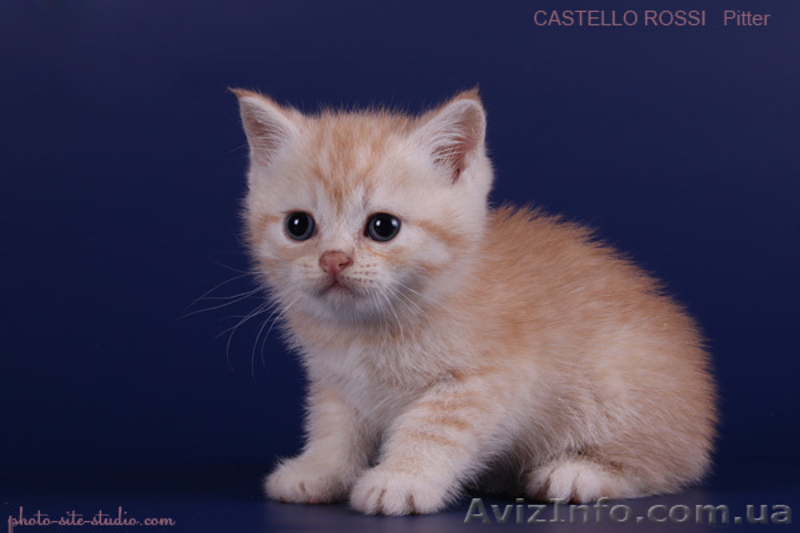 Котята британские шиншиллы и шотландские прямоухие - <ro>Изображение</ro><ru>Изображение</ru> #5, <ru>Объявление</ru> #995500