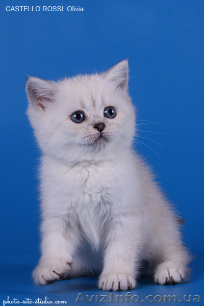 Котята британские шиншиллы и шотландские прямоухие - <ro>Изображение</ro><ru>Изображение</ru> #7, <ru>Объявление</ru> #995500