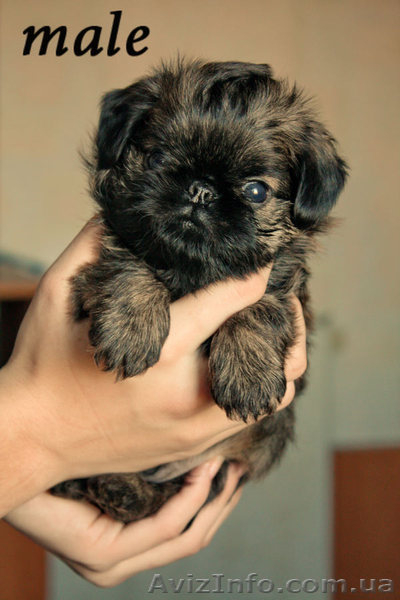 Щенки брюссельского гриффона. Мальчик и  девочка - <ro>Изображение</ro><ru>Изображение</ru> #3, <ru>Объявление</ru> #433801