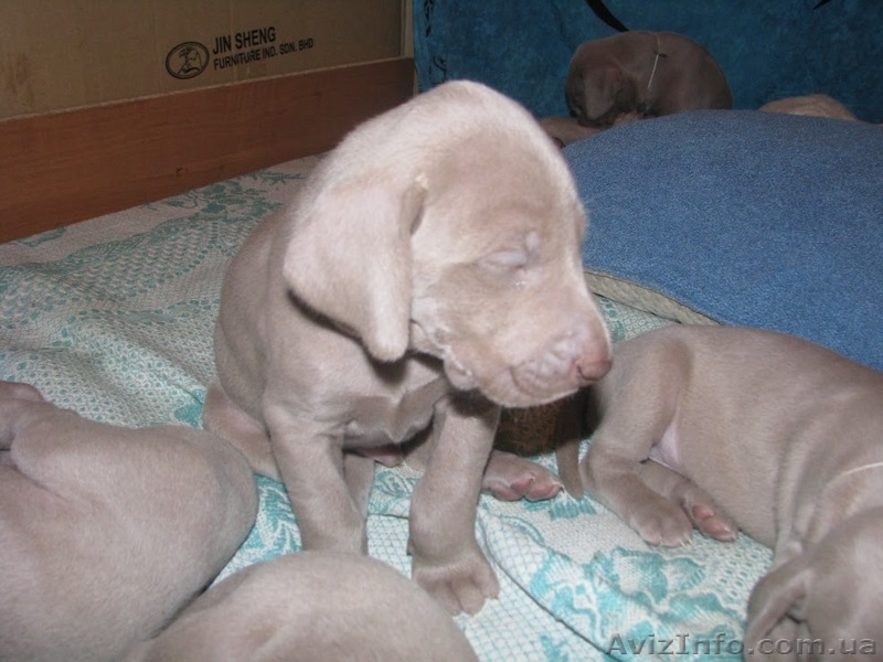 Веймаранер. Щенки (Серебряный призрак) - <ro>Изображение</ro><ru>Изображение</ru> #3, <ru>Объявление</ru> #122874