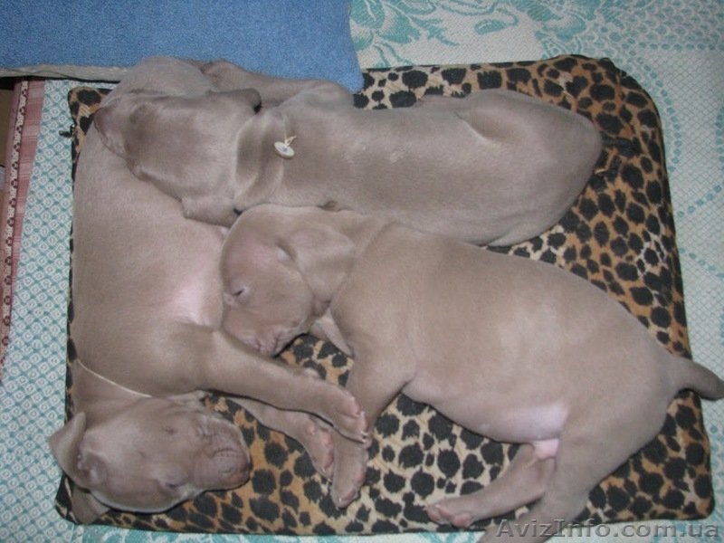 Веймаранер. Щенки (Серебряный призрак) - <ro>Изображение</ro><ru>Изображение</ru> #1, <ru>Объявление</ru> #122874