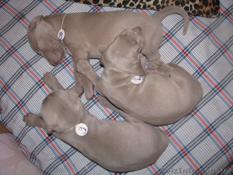 Веймаранер. Щенки (Серебряный призрак) - <ro>Изображение</ro><ru>Изображение</ru> #2, <ru>Объявление</ru> #122874