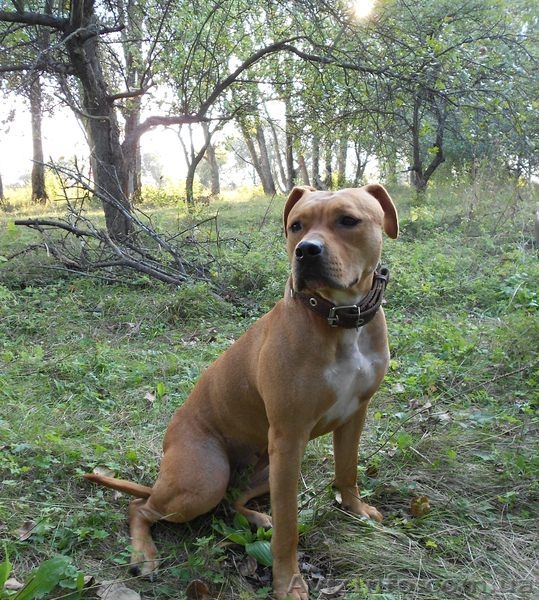 Щенки  Ам Стафф - <ro>Изображение</ro><ru>Изображение</ru> #1, <ru>Объявление</ru> #998577