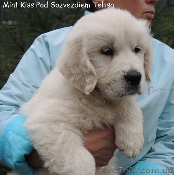 Золотистый ретривер - щенки! Вязка в Финляндии! - <ro>Изображение</ro><ru>Изображение</ru> #1, <ru>Объявление</ru> #992943