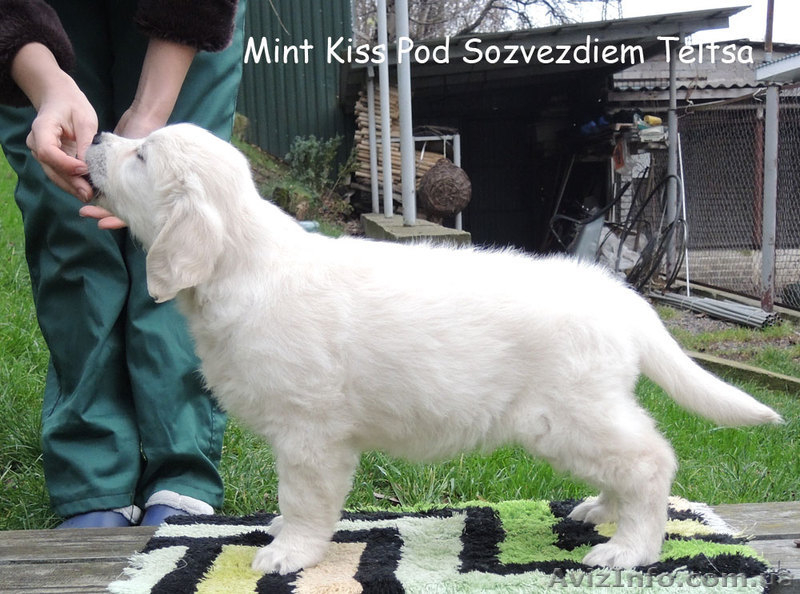 Золотистый ретривер - щенки! Вязка в Финляндии! - <ro>Изображение</ro><ru>Изображение</ru> #2, <ru>Объявление</ru> #992943