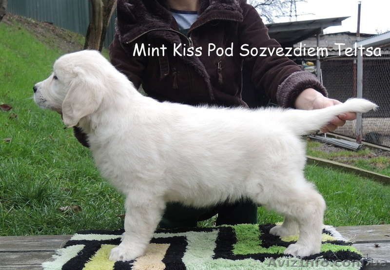 Золотистый ретривер - щенки! Вязка в Финляндии! - <ro>Изображение</ro><ru>Изображение</ru> #3, <ru>Объявление</ru> #992943