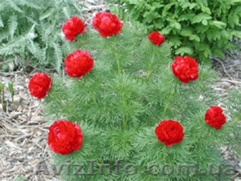 обработка сада деревьев растений. Услуги садовника - <ro>Изображение</ro><ru>Изображение</ru> #7, <ru>Объявление</ru> #568561