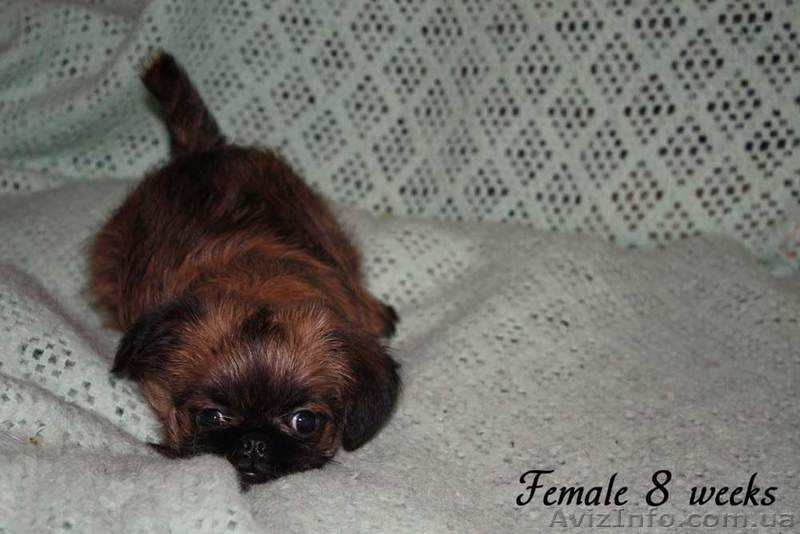 Щенки брюссельского гриффона. Мальчик и  девочка - <ro>Изображение</ro><ru>Изображение</ru> #4, <ru>Объявление</ru> #433801