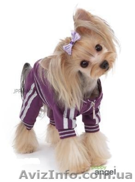 GLAMOURDOG гламурная одежда для собак - <ro>Изображение</ro><ru>Изображение</ru> #6, <ru>Объявление</ru> #989874