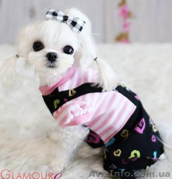 GLAMOURDOG гламурная одежда для собак - <ro>Изображение</ro><ru>Изображение</ru> #4, <ru>Объявление</ru> #989874