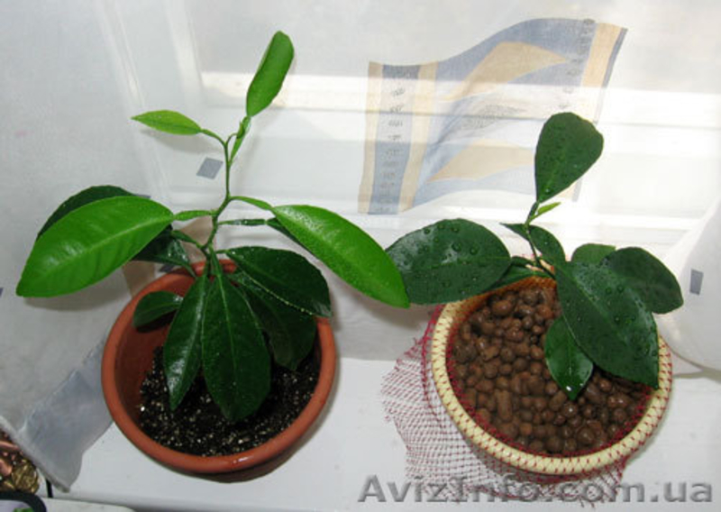 Керамзит в мешках, с доставкой по Киеву и Области - <ro>Изображение</ro><ru>Изображение</ru> #5, <ru>Объявление</ru> #1010015