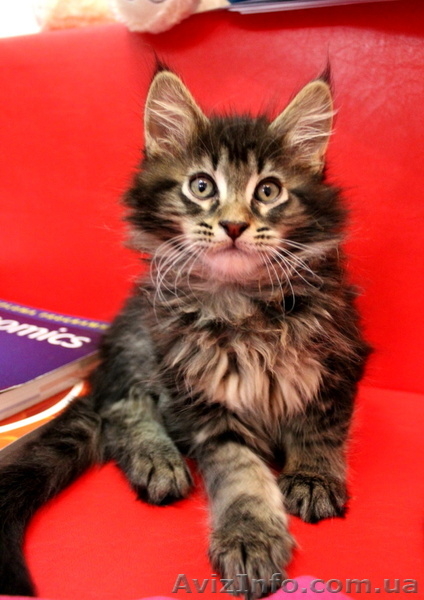 Чудные Котята Мейн-Кунята Ждут Вас - <ro>Изображение</ro><ru>Изображение</ru> #3, <ru>Объявление</ru> #1009461