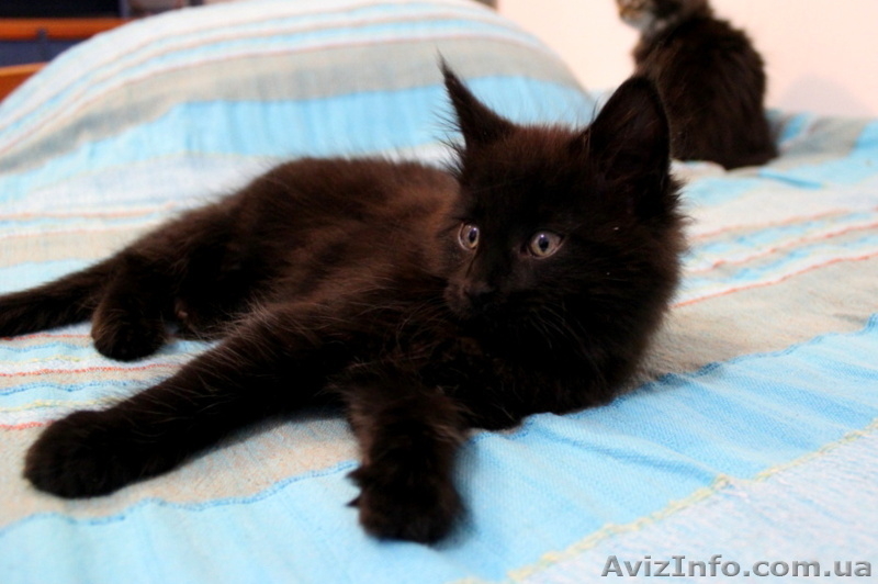 Чудные Котята Мейн-Кунята Ждут Вас - <ro>Изображение</ro><ru>Изображение</ru> #2, <ru>Объявление</ru> #1009461