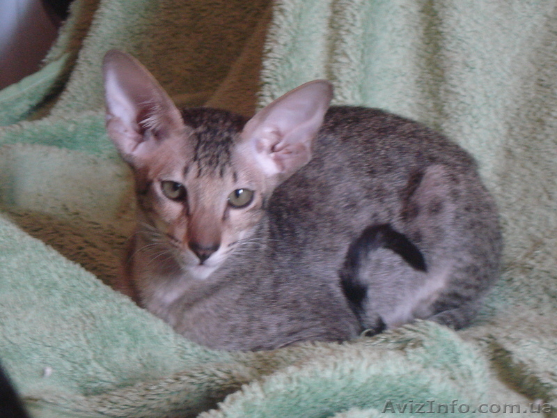 Ориентальные леопардовые котята - <ro>Изображение</ro><ru>Изображение</ru> #1, <ru>Объявление</ru> #1002573