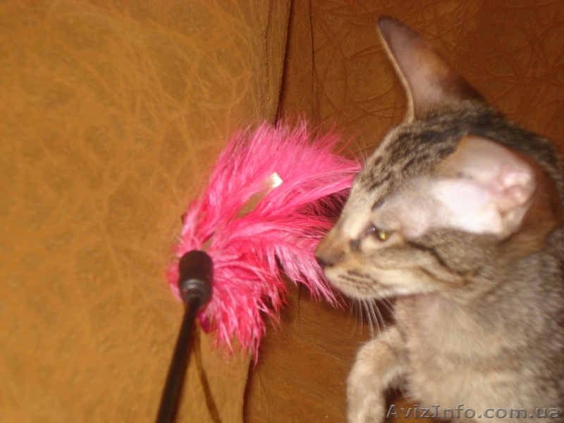 Ориентальные леопардовые котята - <ro>Изображение</ro><ru>Изображение</ru> #3, <ru>Объявление</ru> #1002573