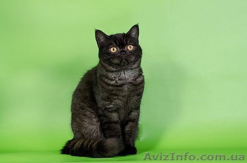 Котята скоттиш страйт, фолд, хайленд - <ro>Изображение</ro><ru>Изображение</ru> #6, <ru>Объявление</ru> #1004972